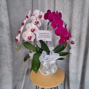 Buket Anggrek 02