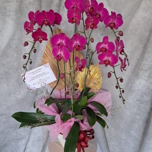 Bunga Anggrek 06