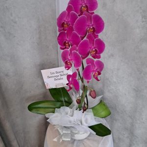 Bunga Anggrek 01